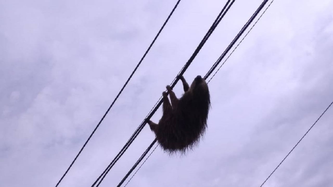El oso estaba en el cableado que hay a orillas de la carretera que conduce de Cali hacia el mar. Foto: CVC