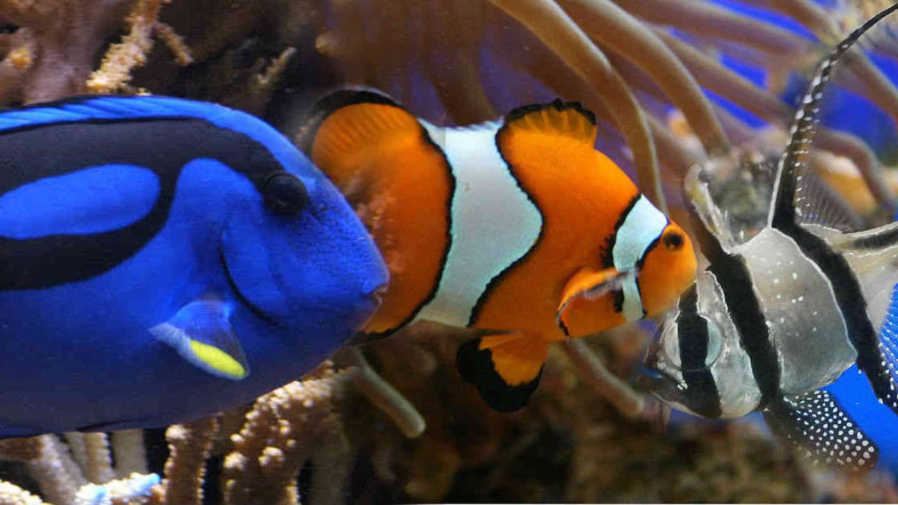 Entre las especies incautadas están: pez cirujano (izquierda), pez payaso (centro) y pez cardenal (derecha)