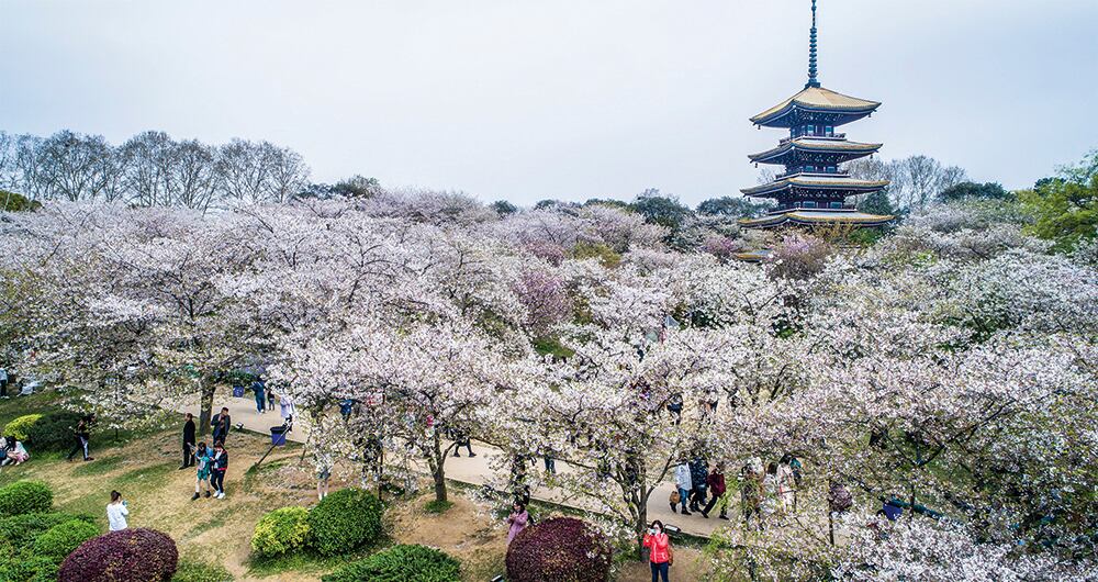 De acuerdo con la investigación de la científica china Fenzhen Su, fue la cuarentena, producto de la pandemia, la que redujo la polución y permitió que una mayor cantidad de luz solar acelerara la llegada de la primavera en el país asiático.