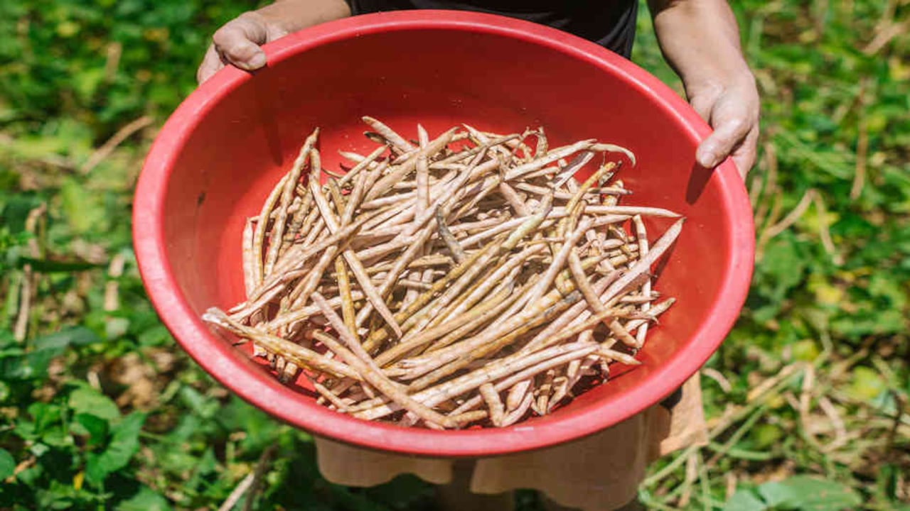 A través de la estrategia Colombia Siembra se aumentaron en más de un millón las hectáreas cosechadas en los últimos dos años.