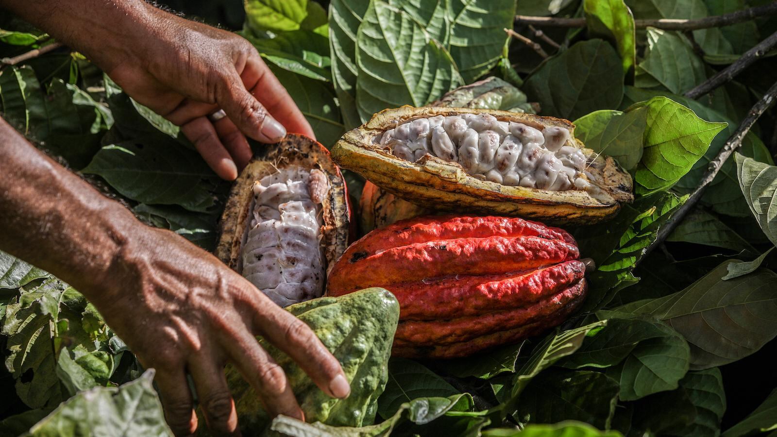 Intentaron robar cinco toneladas de Cacao. (Imagen de referencia).