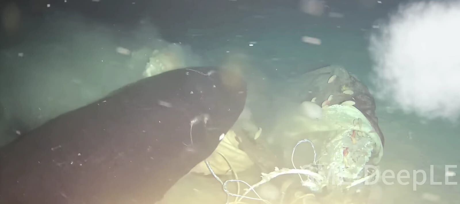 Imágenes impactantes del fondo del mar, en China