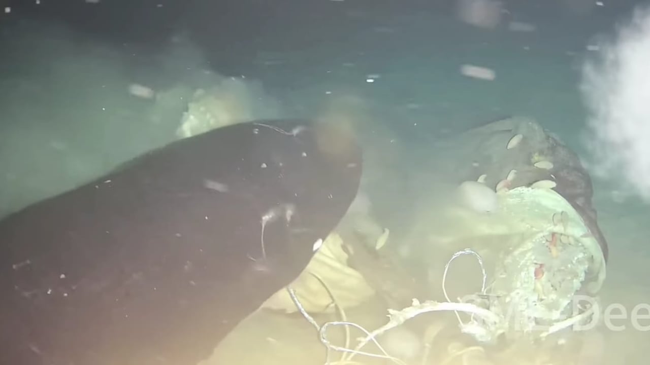 Imágenes impactantes del fondo del mar, en China.