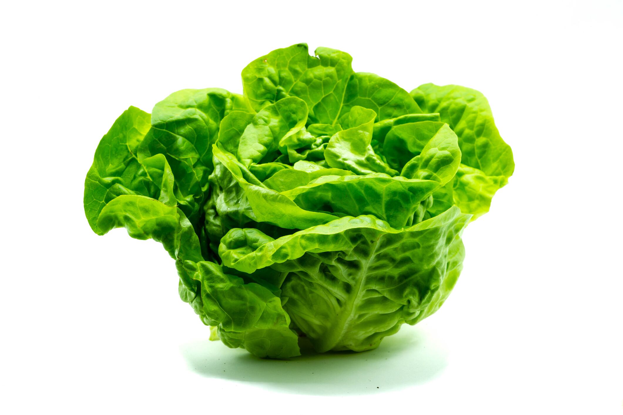 Lechuga