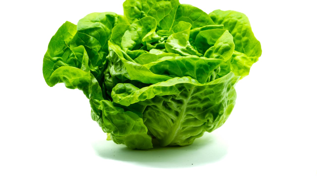 Lechuga