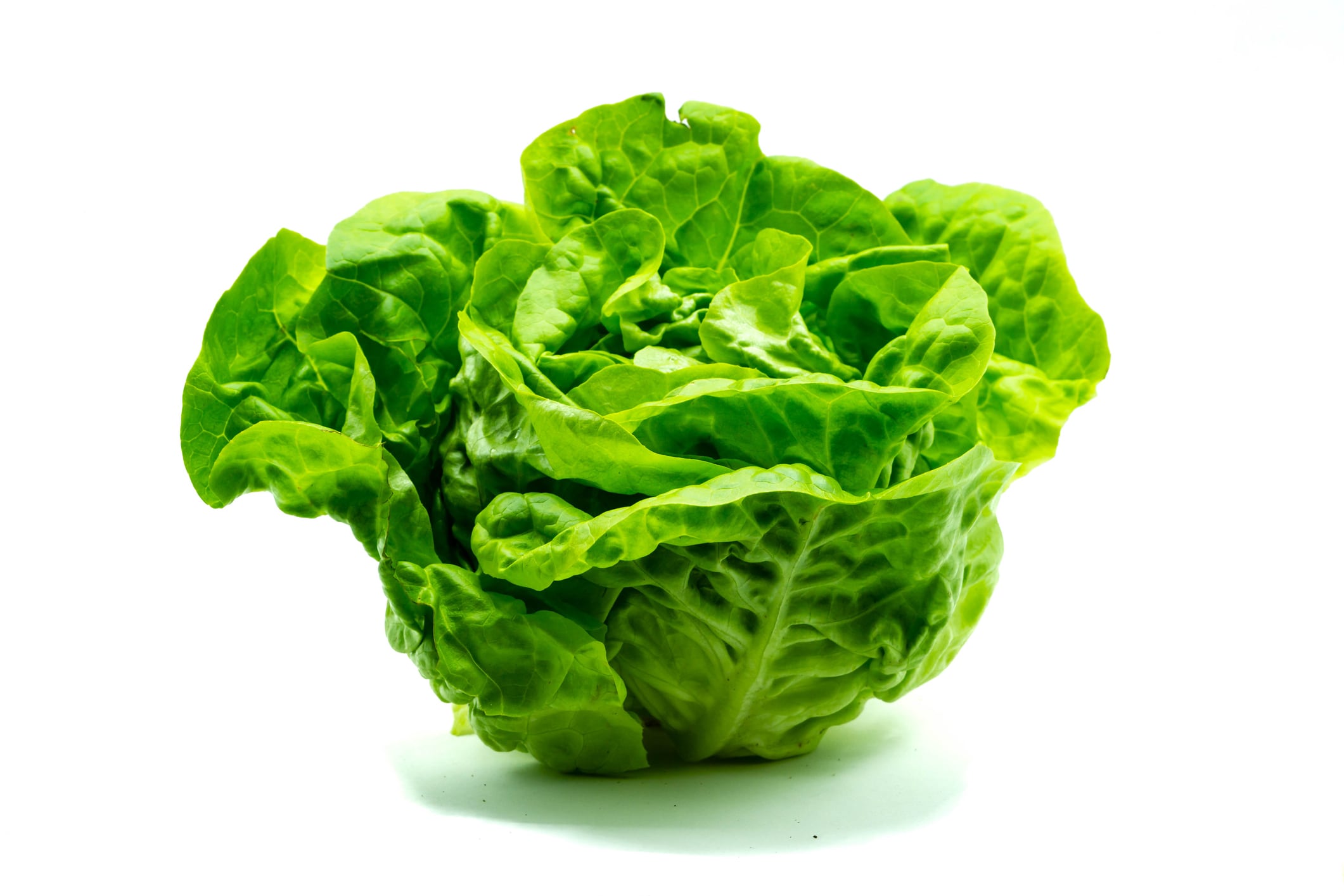 Lechuga