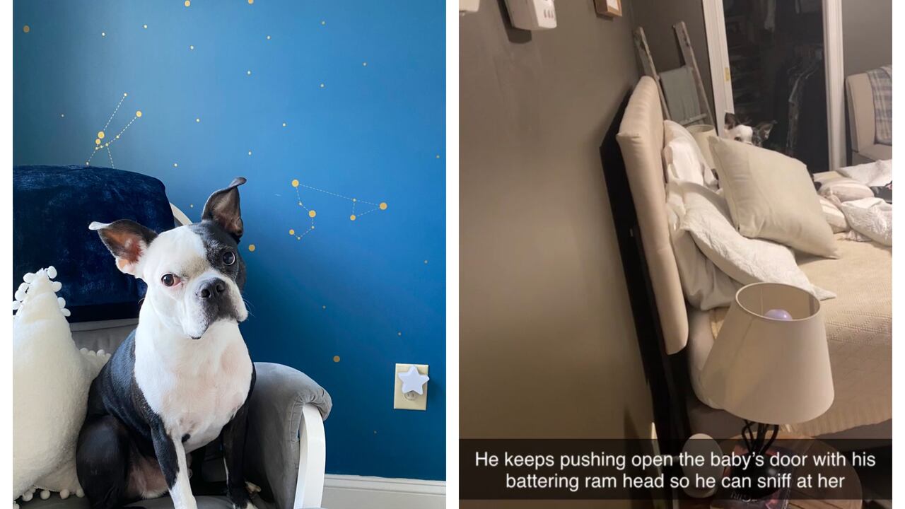 Henry, perro héroe
