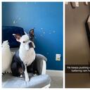 Henry, perro héroe en EE. UU.