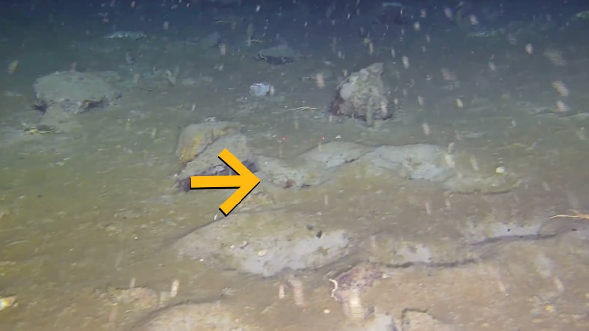 Los peces parecen organizar sus nidos de manera que aumentan la protección colectiva.