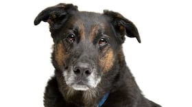 Estas son las razas de perros que suelen durar más tiempo vivos.