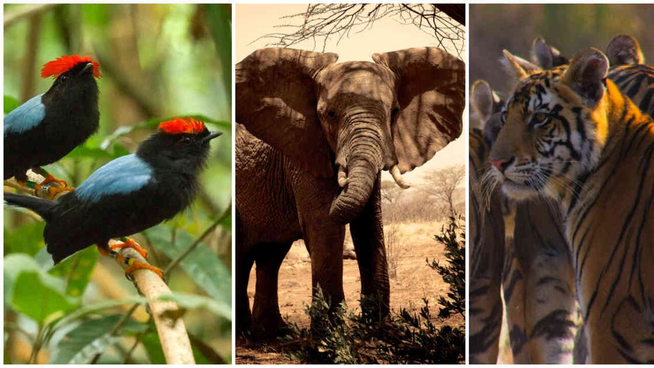 animales que aparecen en series, documentales y películas de Netflix. Fotos: Netflix.