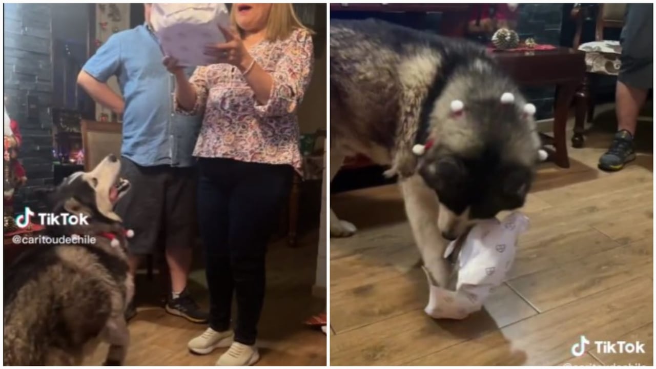 Reacción del husky en Navidad se volvió viral.