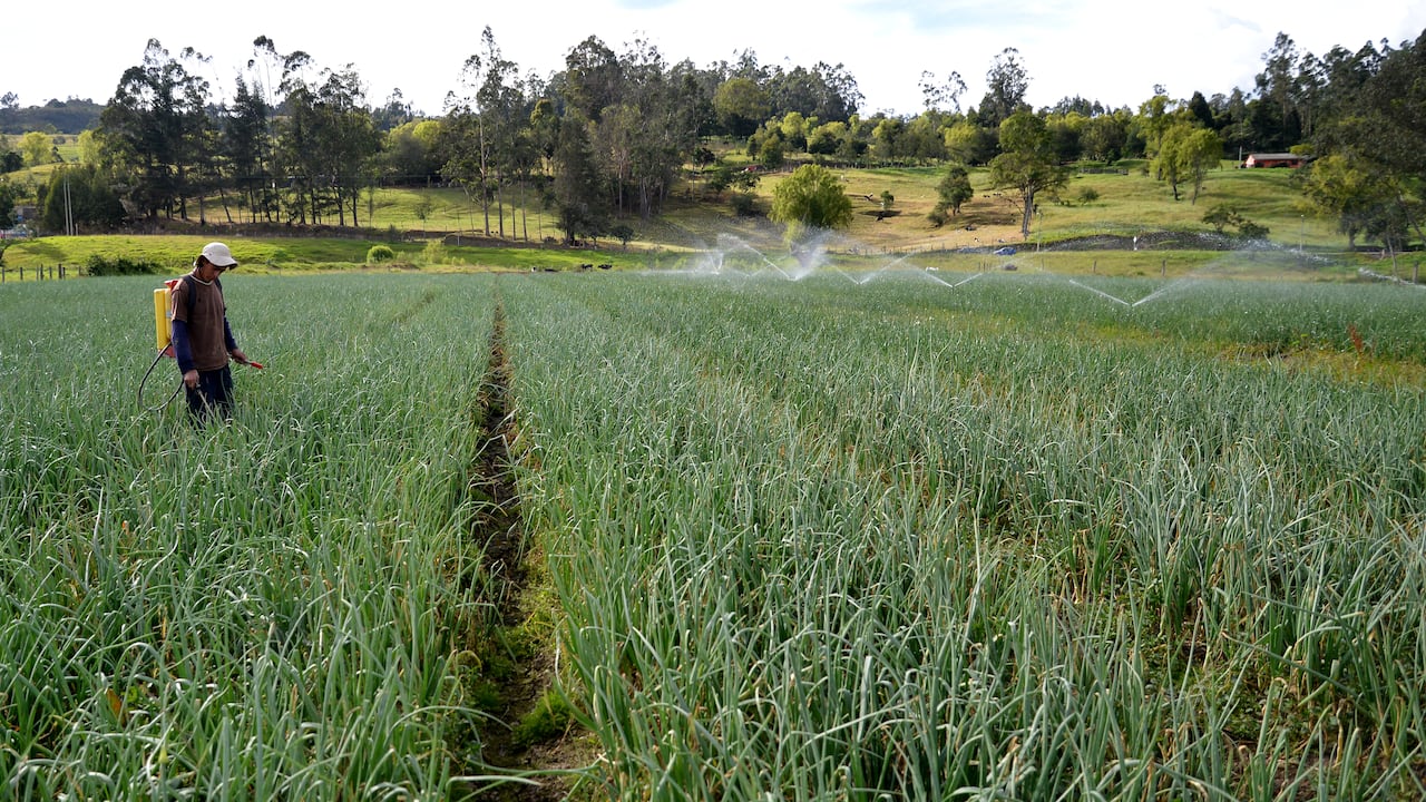 El apoyo a la agricultura es fundamental para fortalecer la productividad en Colombia.