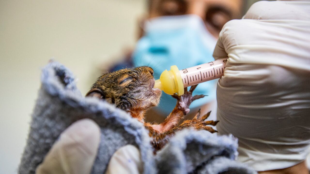 El Centro de Atención y Valoración de la Fauna Silvestre (CAV) fue creado en 2006 y desde allí opera la red de atención de fauna silvestre.