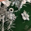 La flor cayena es típica de la región Caribe