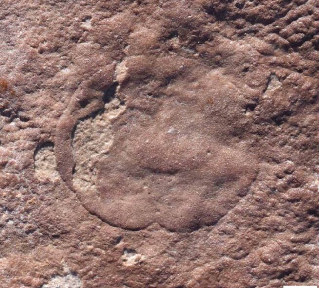 El hallazgo de Quaestio, un animal marino del tamaño de una mano, ha capturado la atención de los científicos, quienes creen que este fósil puede proporcionar claves esenciales para entender cómo los organismos unicelulares dieron paso a los primeros animales multicelulares.