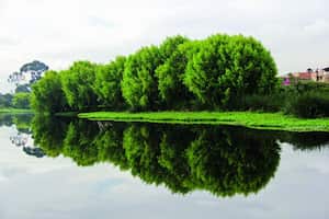 Los humedales son ecosistemas claves en la capital. Miles de especies migratorias llegan a estos cuerpos de agua durante el año.