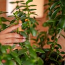 Una de las principales ventajas de esta planta es su resistencia y facilidad de cuidado.