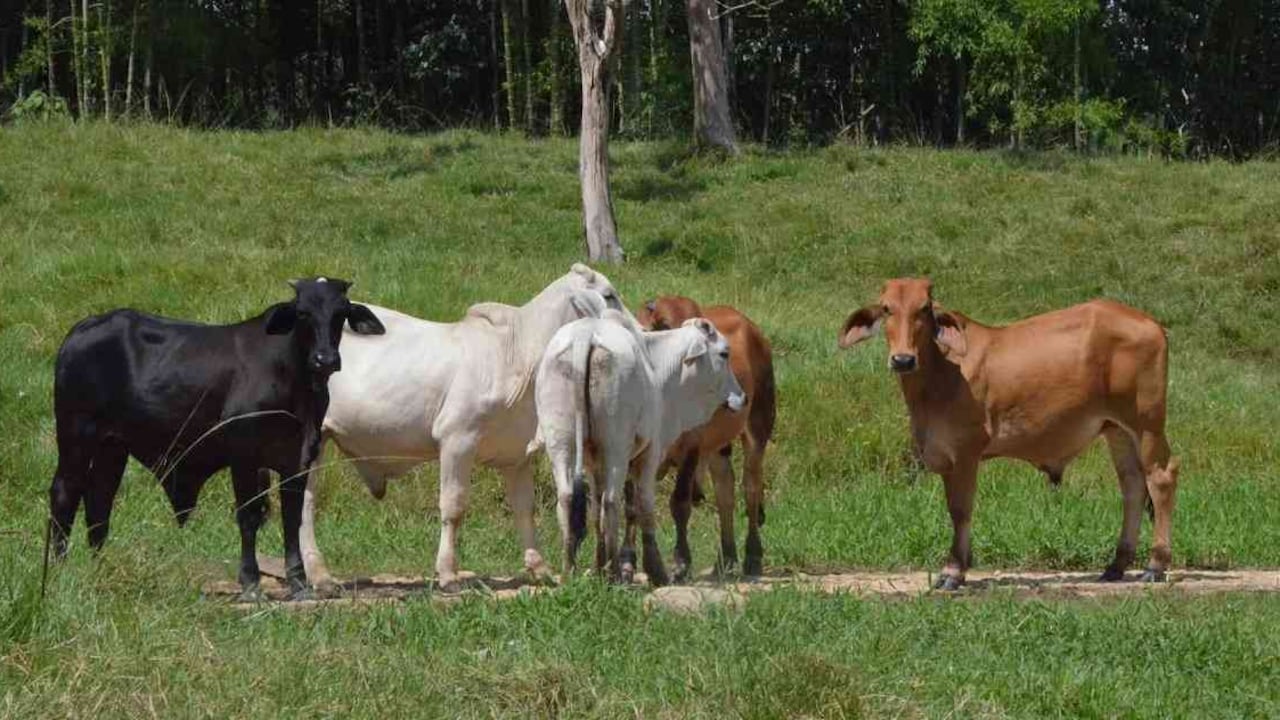 Ganado en San Vicente del Caguán, Caquetá. Foto: Taran Volkhausen para Mongabay.
