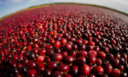 Las antocianinas (que contienen los arándanos) son efectivas para la protección del ojo,