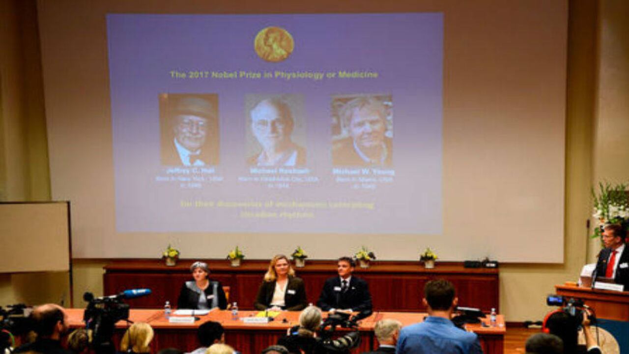 Anuncio de los tres ganadores del Nobel de Medicina. Foto: AFP