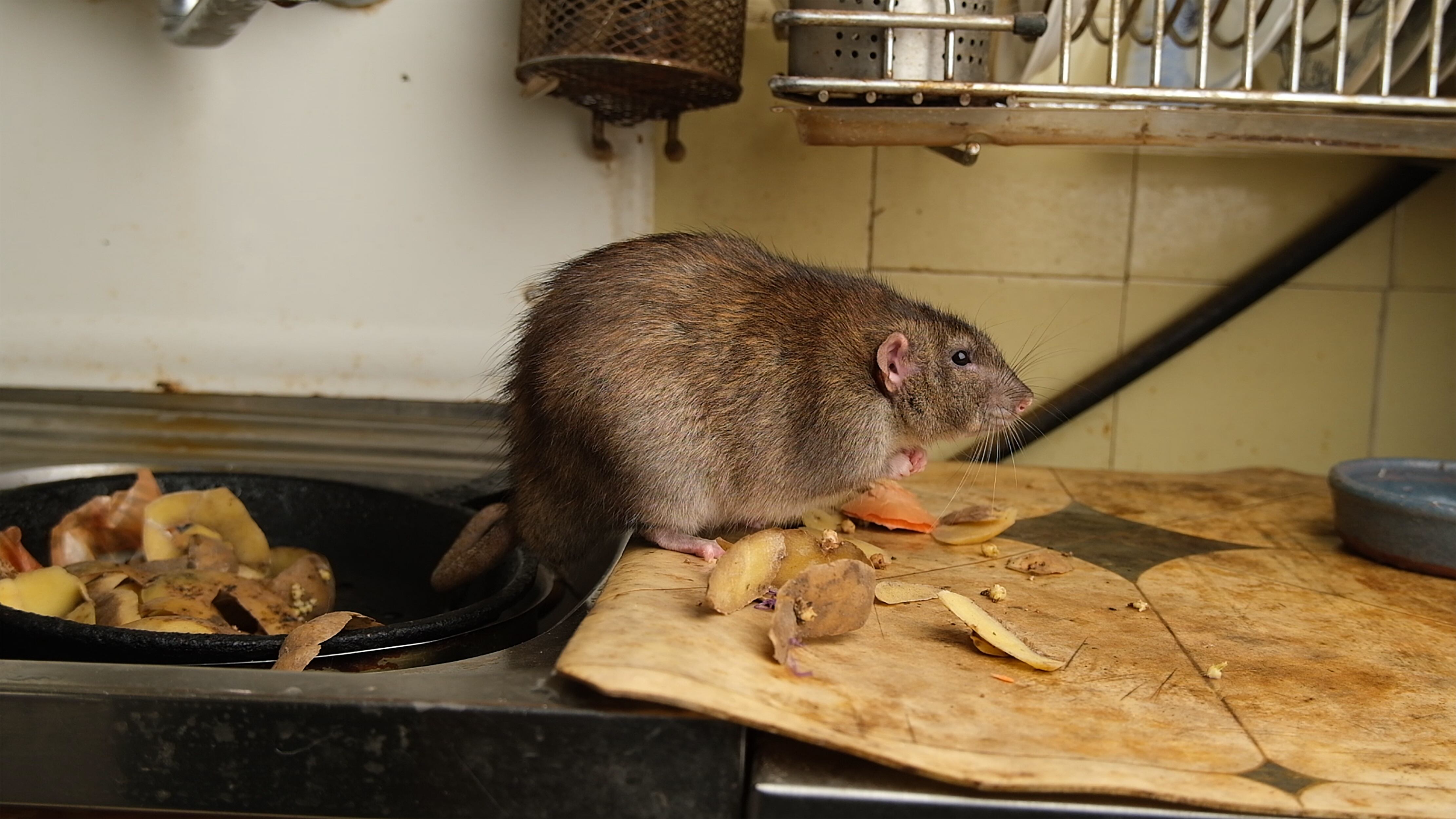 Una gran rata marrón en el fregadero de la cocina, entre cáscaras de patata.