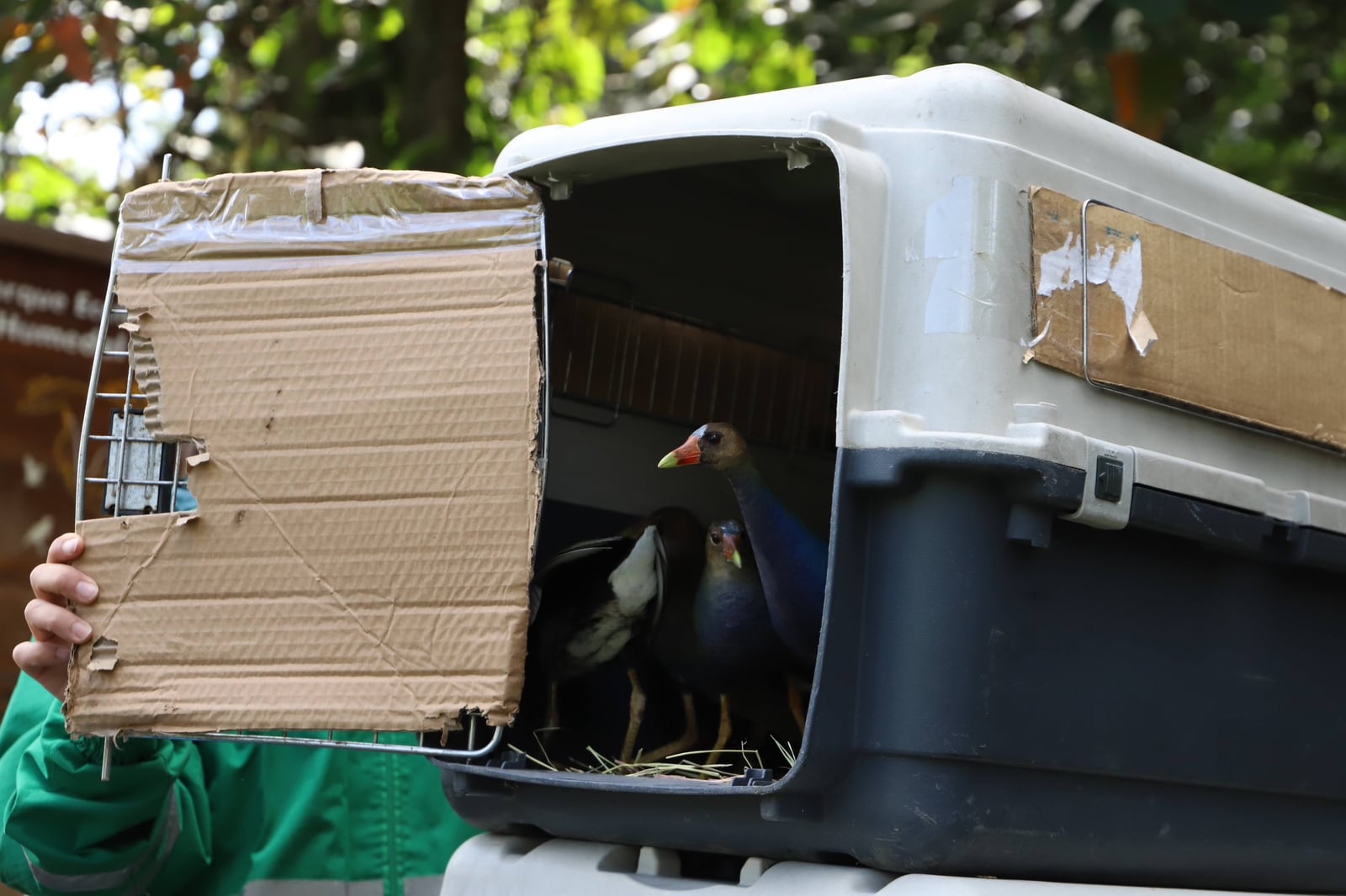 Aves migratorias en el humedal La Conejera