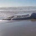 Científicos desconcertados ante extraño animal muerto en las playas de Óregon. Imagen de video de facebook publicado por Merica Lynn
