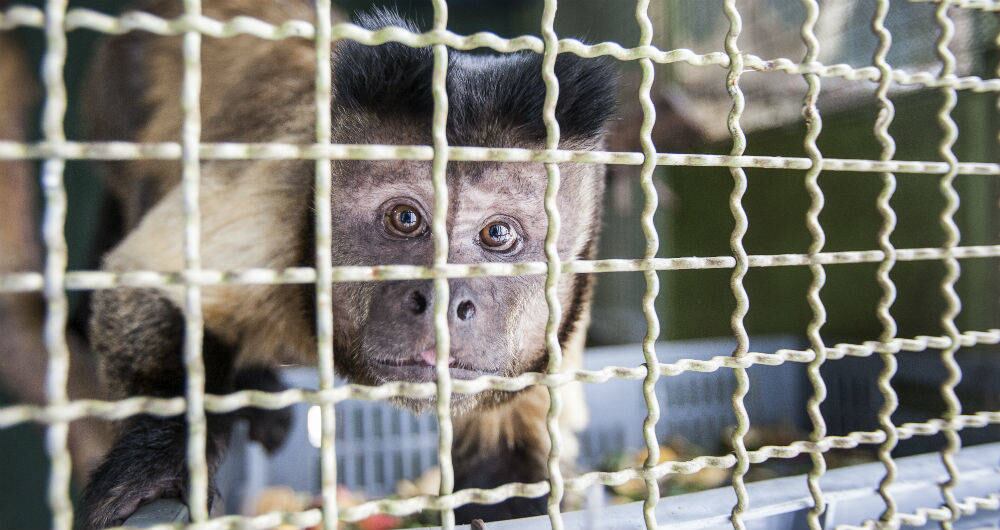 La prohibición del consumo de animales salvajes en China redujo el tráfico de fauna silvestre en el mundo, ya que este país es uno de sus principales promotores. Foto: archivo/Semana. 