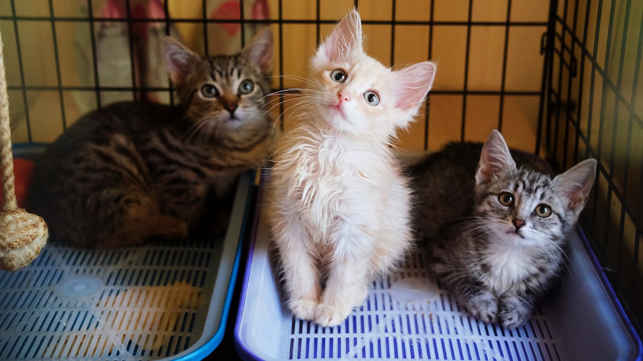 Gatitos callejeros en adopción.