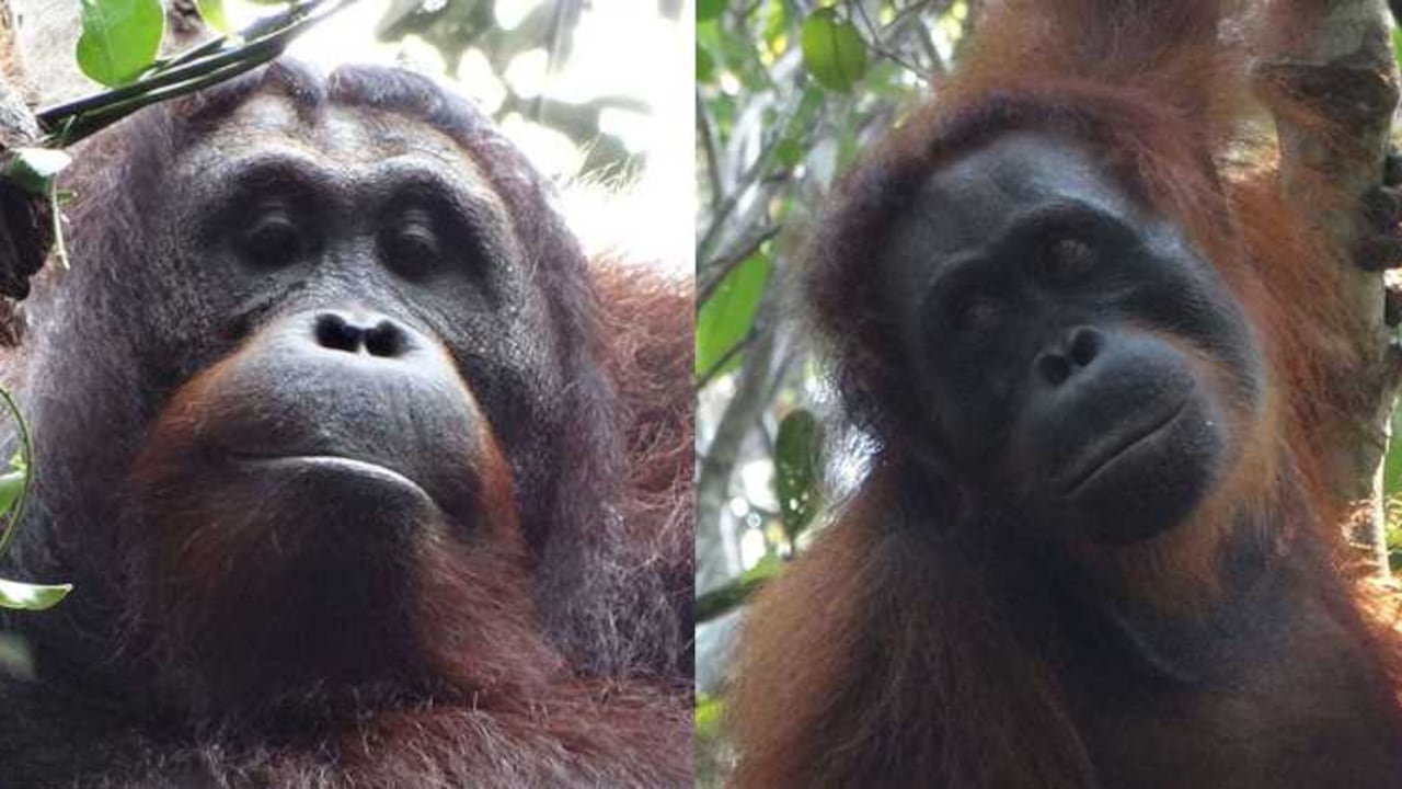 Después de 26.000 horas de observación, la primatóloga Anna Marzec registró por primera vez la agresión letal.