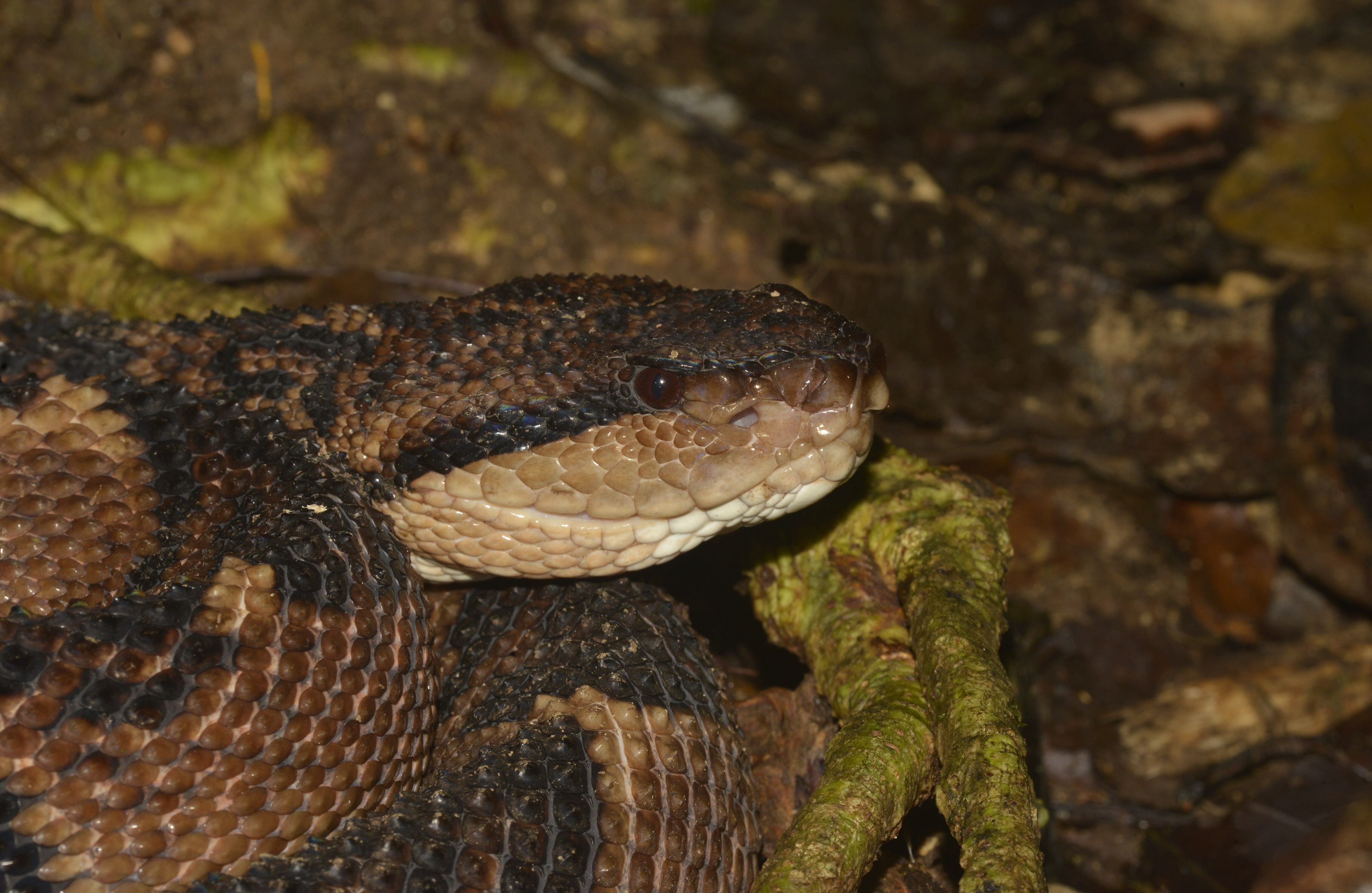 La mayoría de los accidentes ofídicos ocurren en las piernas, por eso siempre es recomendable el uso de botas en zonas de riesgo. Lachesis acrochorda, conocida como verrugoso o rieca, es venenosa. Janano, Aruzi, Chocó.