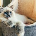 Los gatos expresan su felicidad de diversas formas.