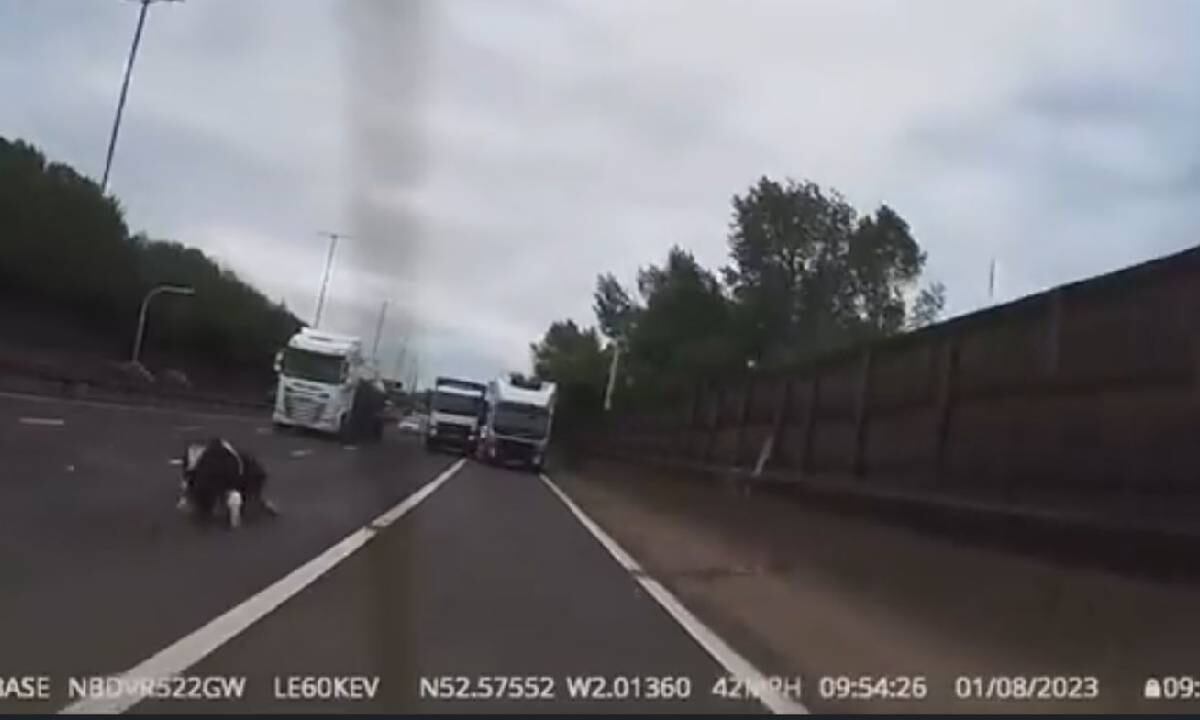 Uno de los camiones frenó para ayudar a cercar el lugar del accidente