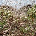 Las langostas tienen en jaque los cultivos de varios países africanos. Foto: FAO.