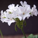La prevalencia de plantas medicinales introducidas (foráneas) podría estar asociada, tanto a la época colonial como su uso para tratar enfermedades europeas. Foto: Unimedios - Colombia hoy.