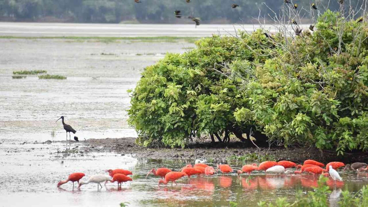 Más de 100 especies de aves acuáticas fueron registradas en censo realizado en el departamento del Meta. Foto: Cormacarena.