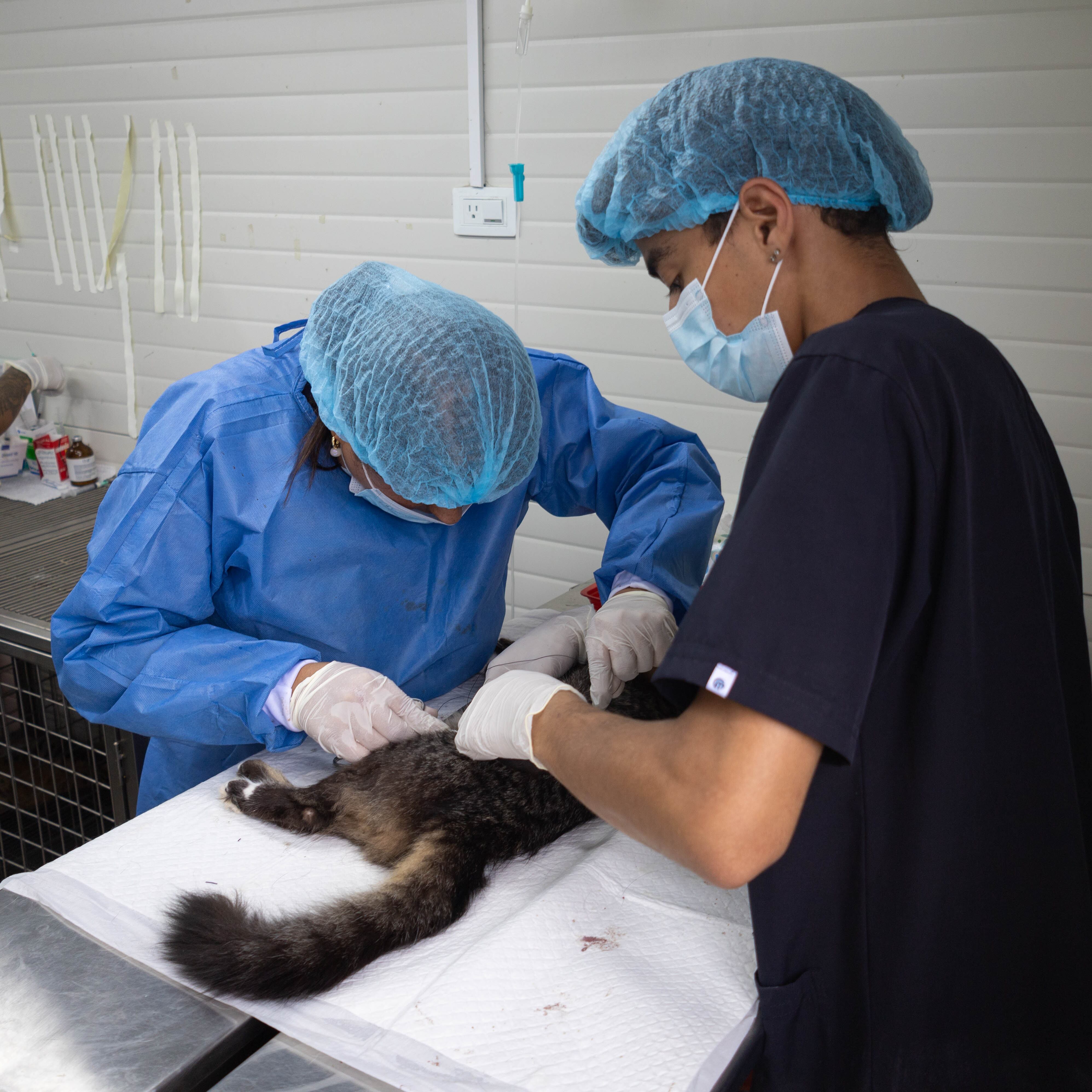 Esta clase de jornadas busca promover la tenencia responsable de las mascotas, prevenir la sobrepoblación de animales en condición de calle y garantizar el bienestar de los animales de compañía.
