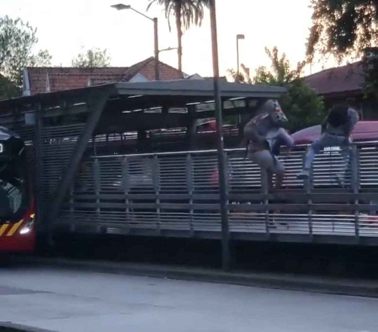 Colados transmilenio