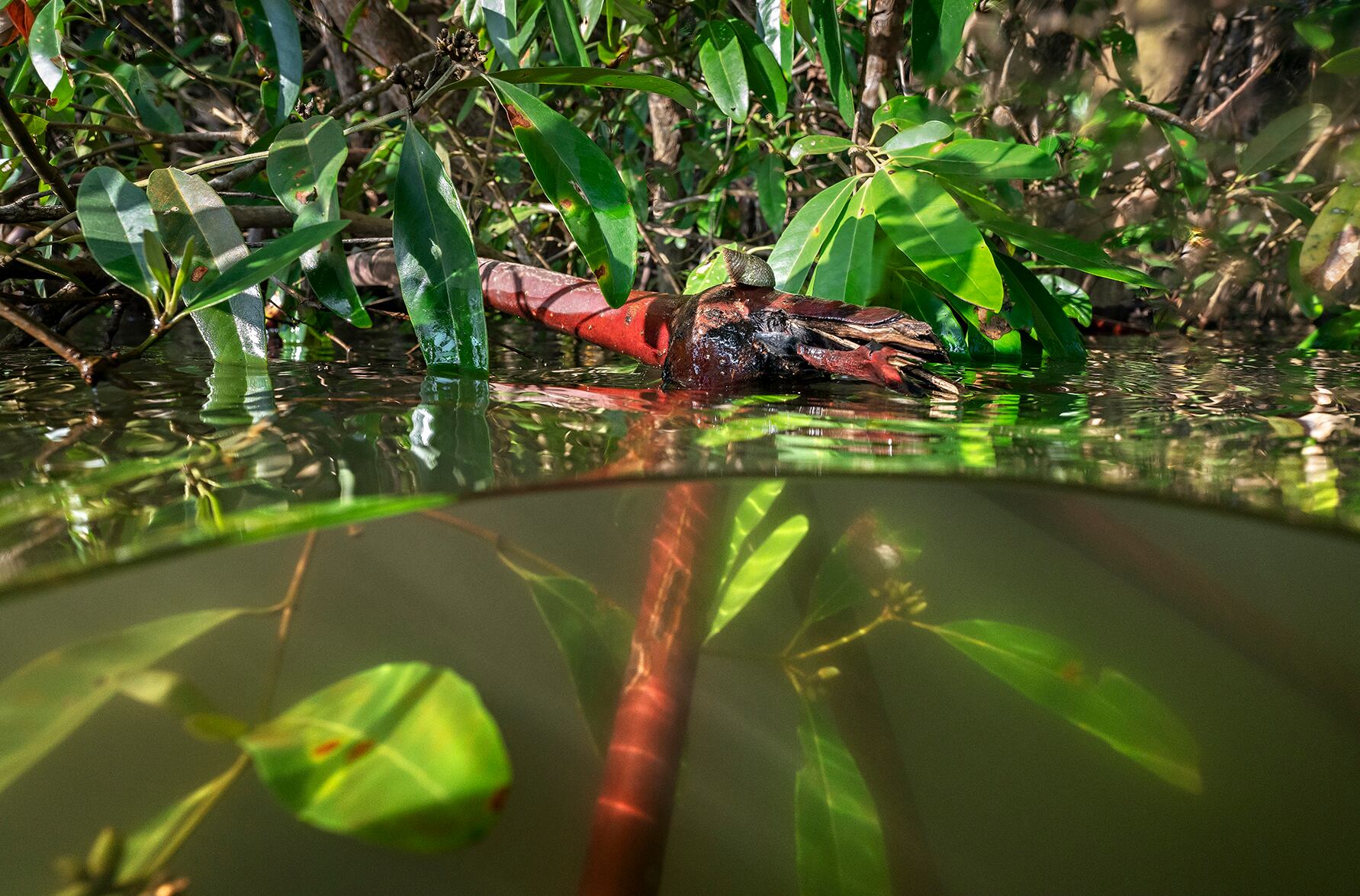 Manglar Litoral Pacífico.