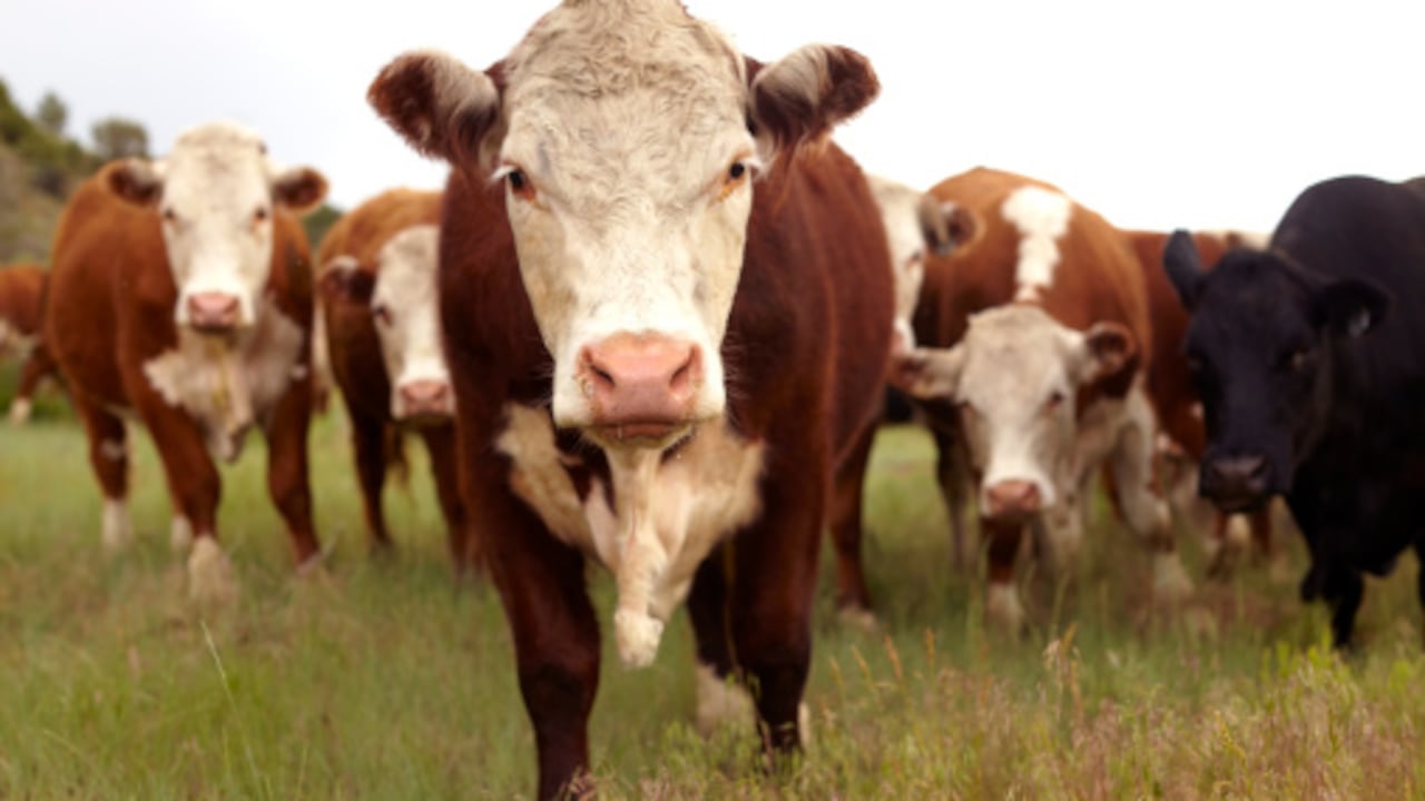 Un total de 36 ganaderías de vacas lecheras en Estados Unidos están infectadas por el brote de gripe aviar H5N1, dice la OMS.