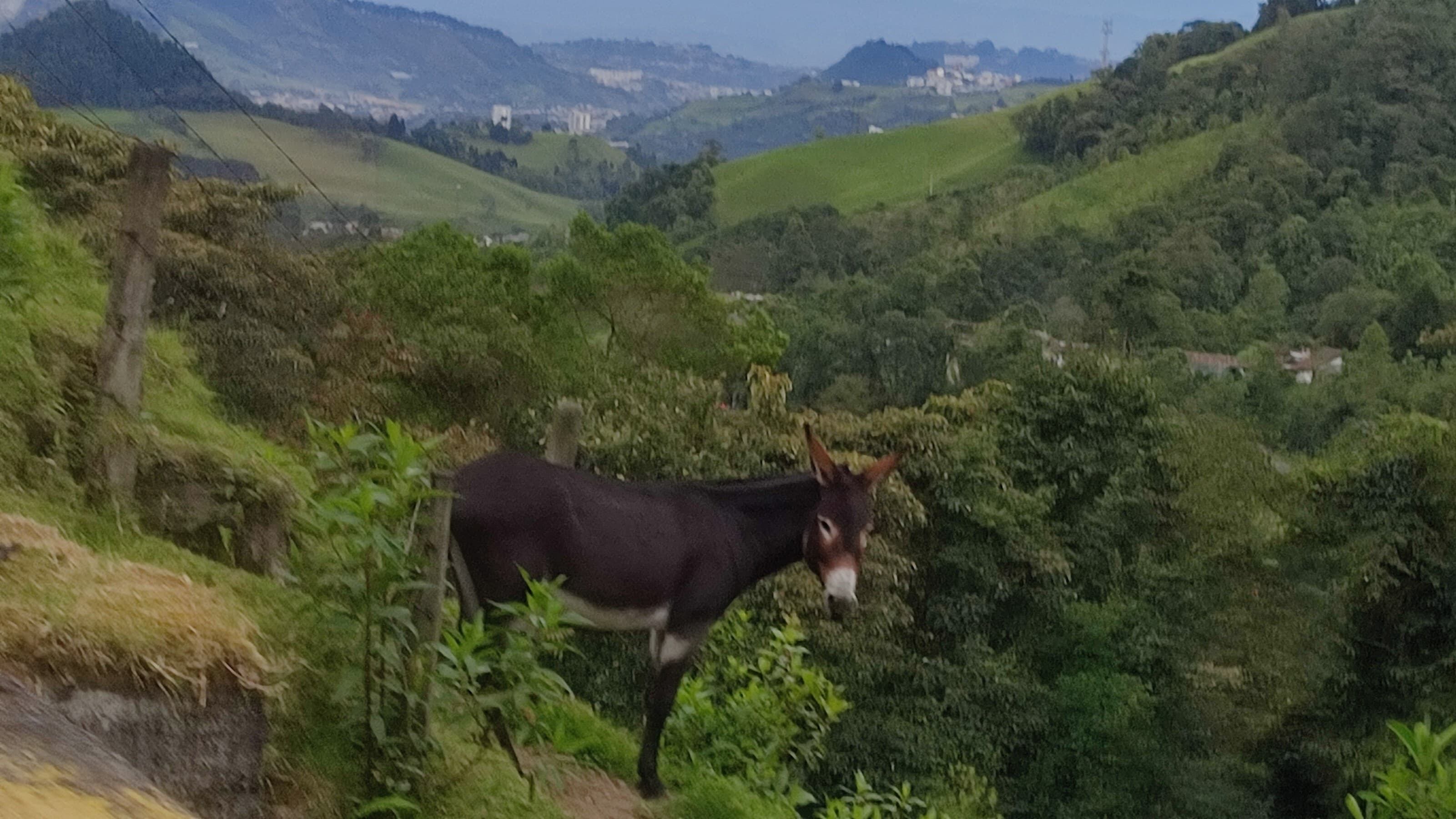 Todas las medidas que han tomado en el Parque Natural Nacional Los Nevados son para  proteger el medio ambiente y mermar el impacto humano.