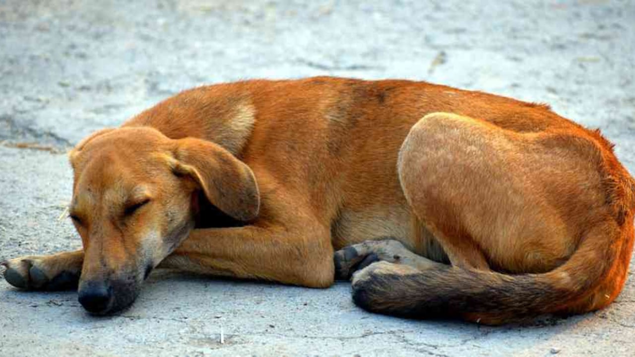 La custodia y manutención de perros callejeros hace parte del objeto objeto del contrato. Foto: Pixabay.