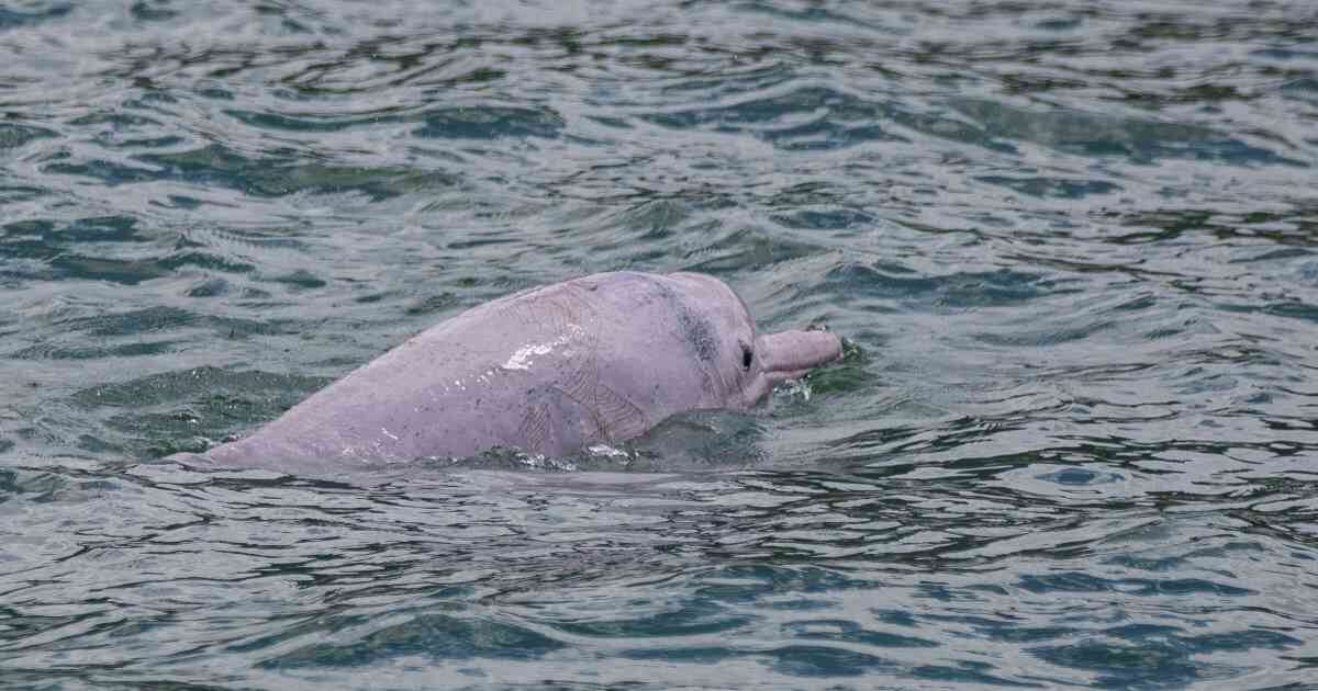 La población de los delfines rosados en este lugar en los últimos 15 años ha disminuido entre un 70 y 80 por ciento.