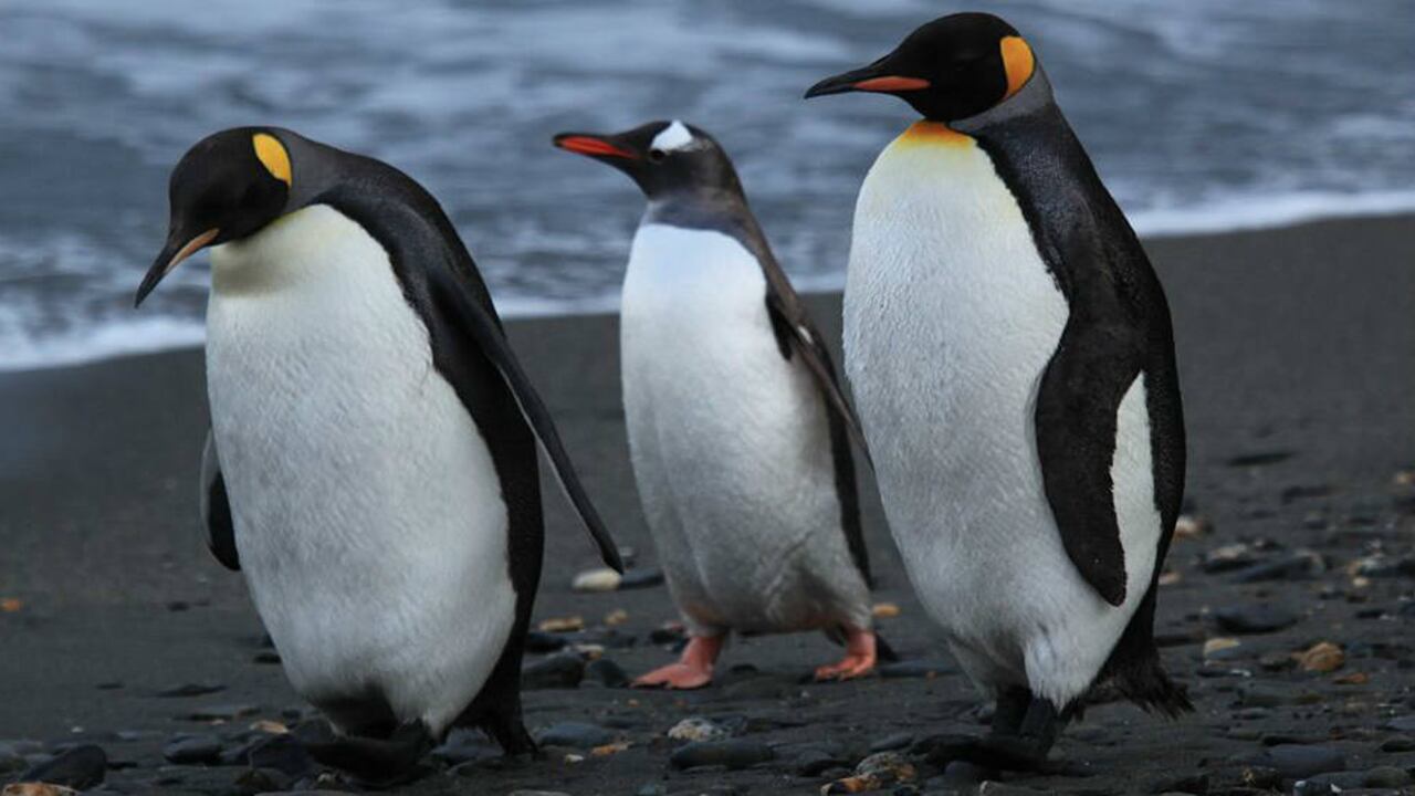 A partir del nacimiento de la cría el pasado 19 de octubre, la pareja se ha encargado de hacer el rol de padres y "alternandose el pequeño"