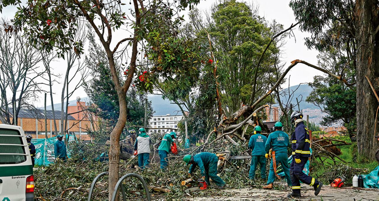 La mayoría de los árboles de Bogotá son especies no nativas que fueron sembradas en las décadas de los años cincuenta y sesenta. Hoy las lluvias les pasan factura.