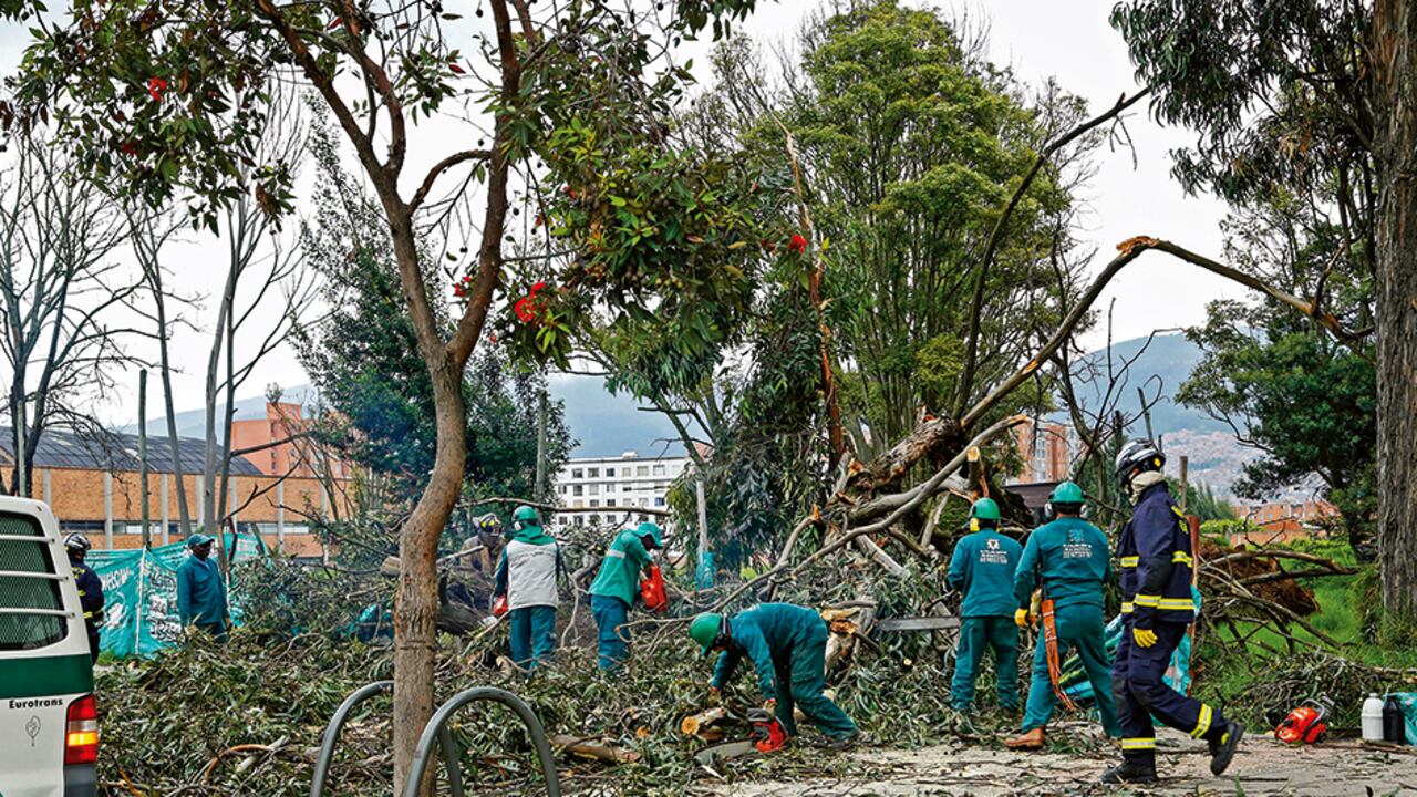 La mayoría de los árboles de Bogotá son especies no nativas que fueron sembradas en las décadas de los años cincuenta y sesenta. Hoy las lluvias les pasan factura.