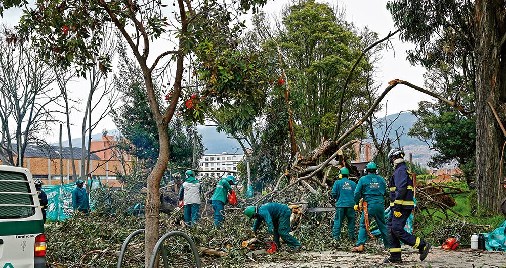  La mayoría de los árboles de Bogotá son especies no nativas que fueron sembradas en las décadas de los años cincuenta y sesenta. Hoy las lluvias les pasan factura.