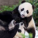 Bai Yun, de 27 años y su hijo Xiao Liwu, de 6 años regresarán a China. Foto: Jennifer MacEwen / AP