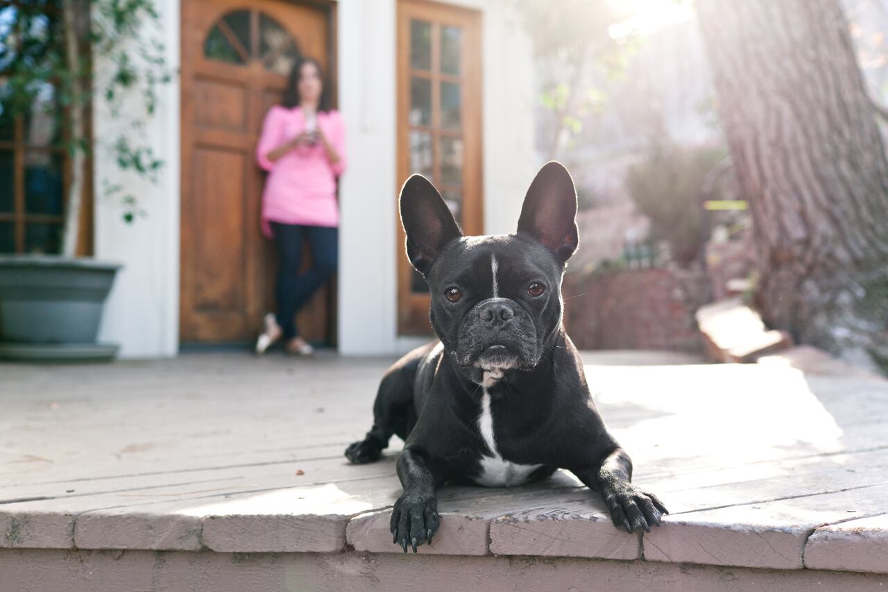 perro cuidando la casa
